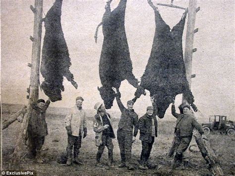 25 Photos of the Wanton North American Bison Hunts