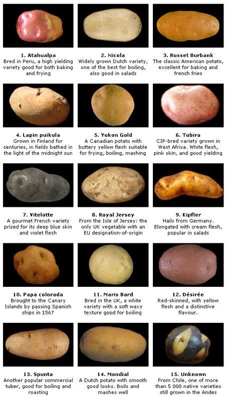 10 Potato varieties ideas | potato varieties, food hacks, food facts