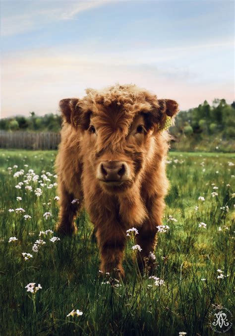 Highland Cattle Baby