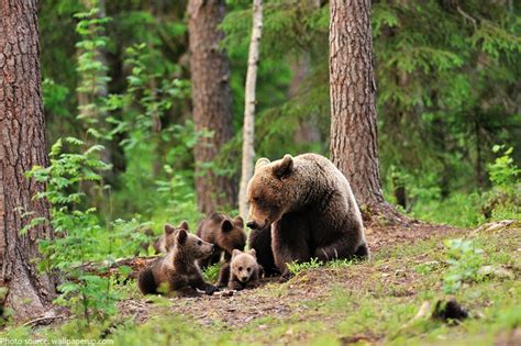 Interesting facts about bears | Just Fun Facts