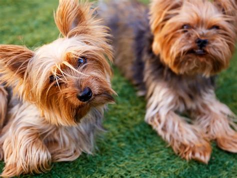 Yorkshire Terrier - Dog Breed Guide | Spot®