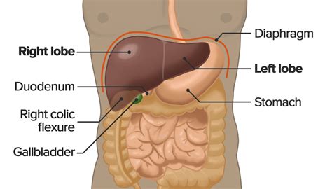 Liver: Anatomy | Concise Medical Knowledge