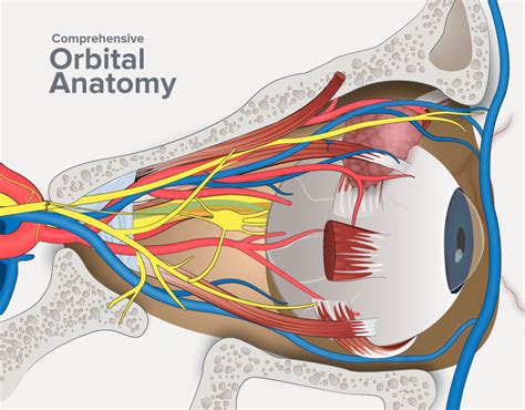 Orbital anatomy illustration Cover | Behance