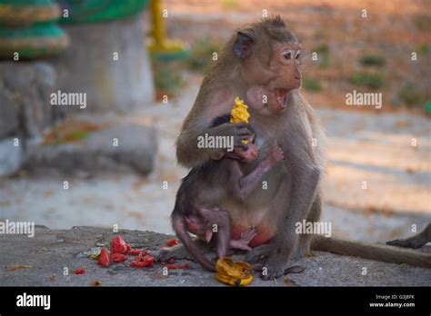 wild monkeys in Thailand Stock Photo - Alamy