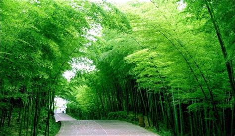 Where to Visit the Bamboo Forests in China? | Expats Holidays