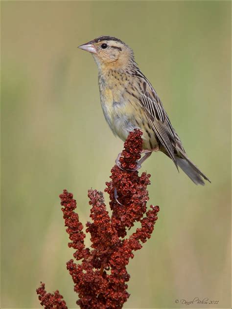 Bobolink | Audubon Field Guide