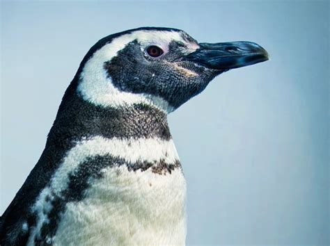 Magellanic Penguins | June Keyes Penguin Habitat | Aquarium of the Pacific