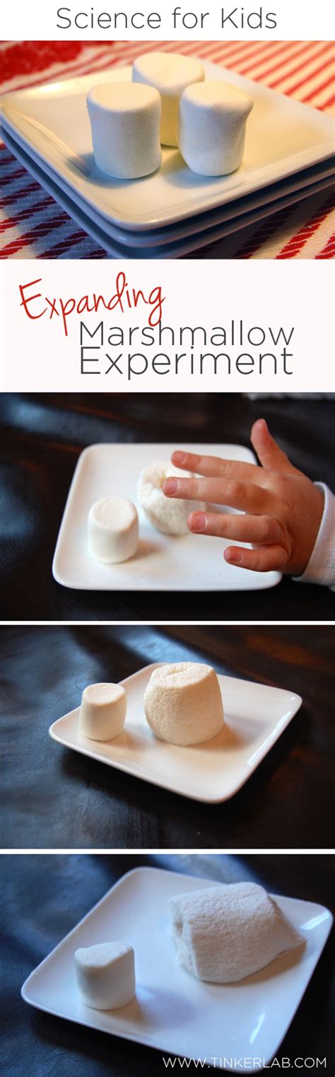 Microwave Marshmallow Experiment - TinkerLab