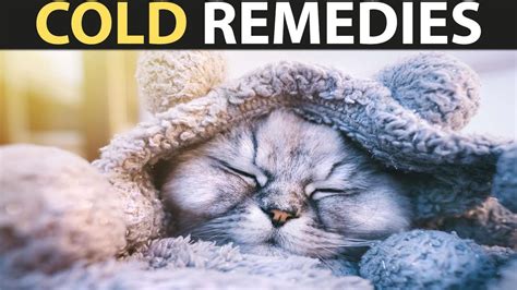 Secret Home Remedies for Cat Colds: What Your Vet Didn't Tell You - YouTube