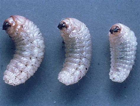 AgPest » Whitefringed weevil larvae