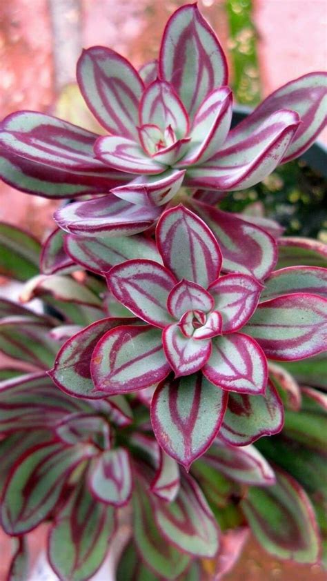 Rare Succulents | Flowersandflowerthings | Unusual plants, Succulents ...