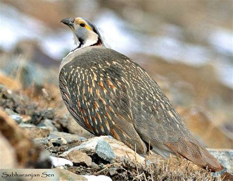 Himalayan Snowcock - India | Bird photo, World birds, Beautiful birds