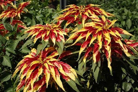 Amaranthus tricolor - Alchetron, The Free Social Encyclopedia