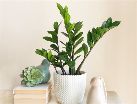 5 Benefits of Having a ZZ Plant in Your Home