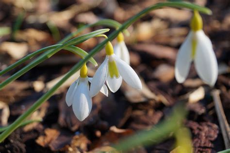 Galanthus plicatus ‘Wendy’s Gold’ – Morlas Plants