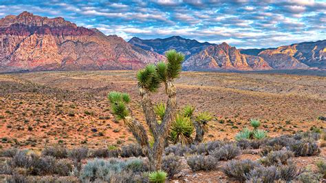 Sunrise at Red Rock Canyon National Conservation Area, Nevada, USA | Windows Spotlight Images