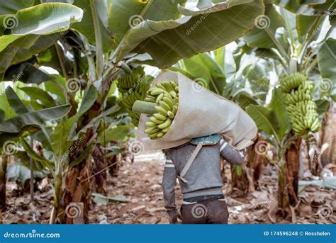 Harvesting on the Banana Plantation Stock Photo - Image of back, farm: 174596248