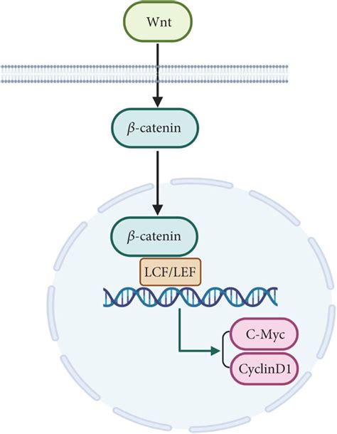 The Wnt/β-catenin signaling pathway. | Download Scientific Diagram