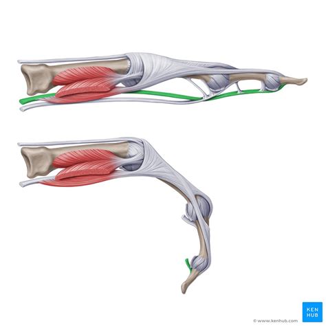 Flexor digitorum profundus: Origin, insertion, innervatio | Kenhub