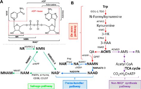 Figure 1 from NAD+ Metabolism and Diseases with Motor Dysfunction | Semantic Scholar