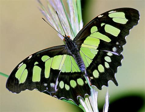 Malachite Butterfly Siproeta Stelenes Photograph by Millard H. Sharp - Pixels