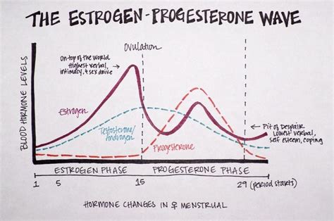 How to optimize female hormones for weight loss with 3 simple tips