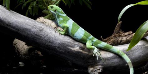 Top 10 Fiji Crested Iguana Facts - A Beautifully Bright Iguana