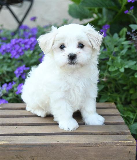 Maltese Studs | Lancaster Puppies