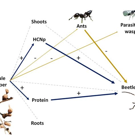 Graphical summary of relationships between rhizobia nodulation, plant ...