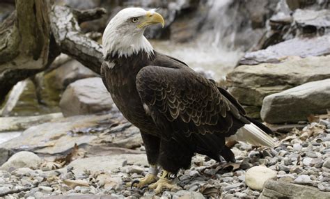 Bald eagle | Smithsonian's National Zoo and Conservation Biology Institute