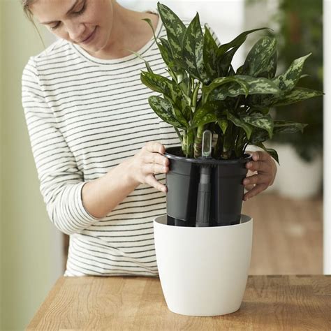 Buy Self watering plant pot insert