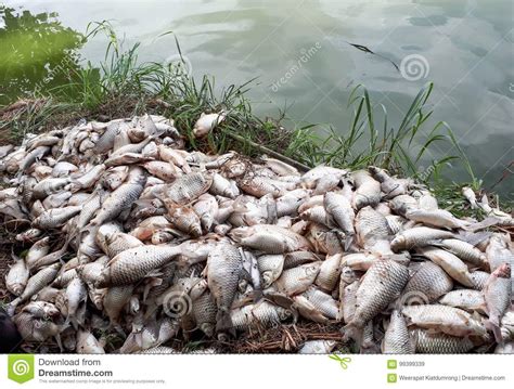 Water pollution stock image. Image of animal, developed - 99399339