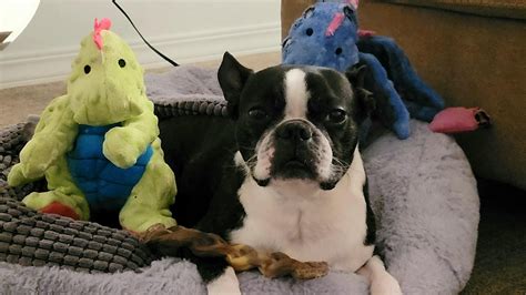 Jurassic Bark : r/BostonTerrier