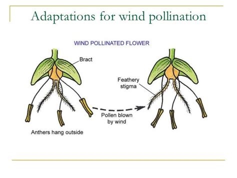 Plants Pollinated By Wind And Water at Christy Desousa blog