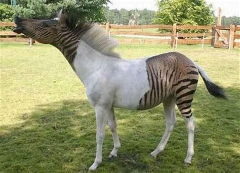 18 Hybrid Animals You Didn't Know Existed (With images) | Zorse, Weird animals