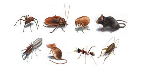 How to Control Household Pests in Singapore?