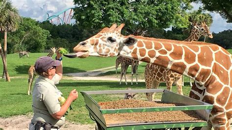 Meet Busch Gardens Tampa Bay's animal caretakers