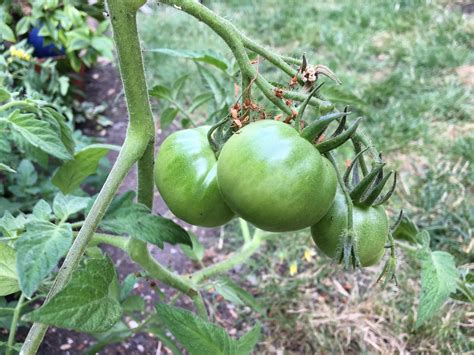 Plum tomato? — BBC Gardeners' World Magazine