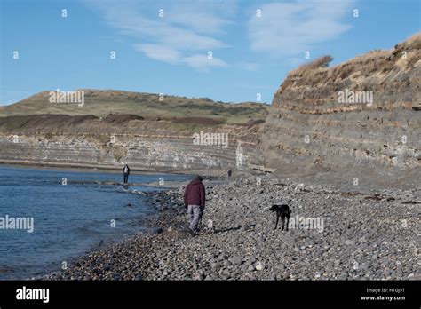 Fossil hunting on the beach at Kimmeridge Bay, Dorset Stock Photo - Alamy