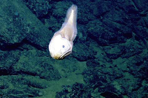 Beautiful Creatures of Deep Sea Hydrothermal Vents | Nautilus Live