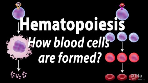 Hematopoiesis Diagram