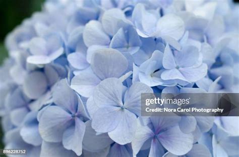 13,102 Blue Flowers Close Up Stock Photos, High-Res Pictures, and Images - Getty Images