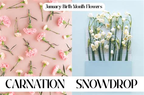 Birthday Flowers For Each Month Of The Year | Best Flower Site