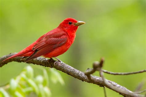 10 Reddest Animals And Birds In The World - WorldAtlas