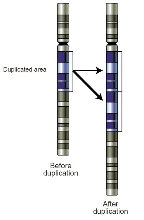 Difference Between Deletion and Duplication of Chromosome | Compare the Difference Between ...