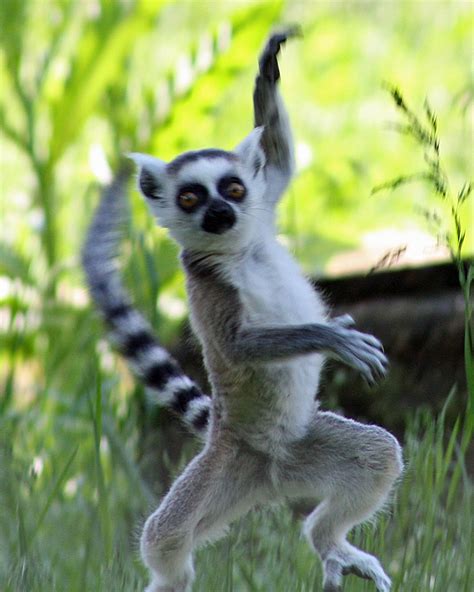 I Like to move it! Meerkats would make the cutest funniest pet! | Lemur, Funny animals, Animals