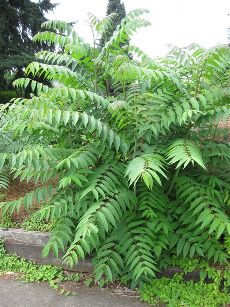 Invasive tree-of-heaven: Leaves smell like rancid peanuts or well-used ...