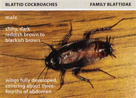 All About Roaches | Cockroach Facts, Types of Roaches, Top Roach ...