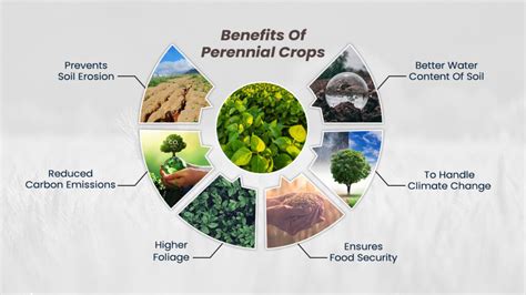 Perennial Crops Farming - Know Benefits, Importance And Types