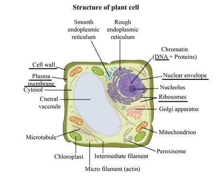 Sketch a plant cell. Label the cell wall, plasma membrane, nuclear envelope, protein, and DNA ...